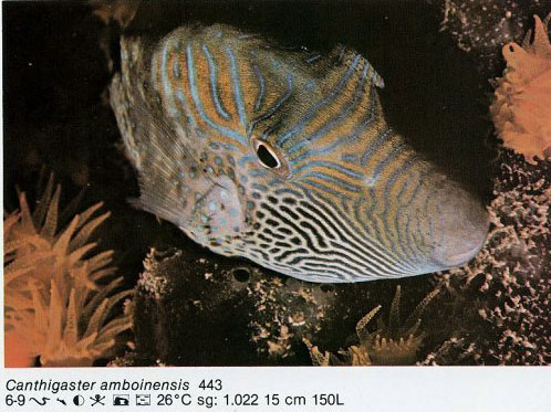 Canthigaster ambionensis